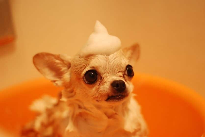 Small dog with soap pile on his head