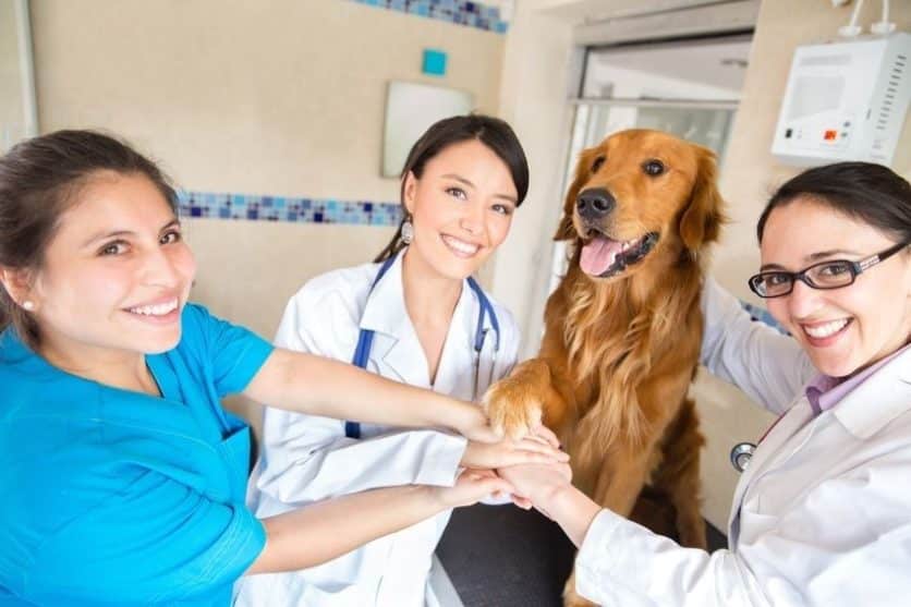 La Grange KY Veterinarian Doctor and Pet Teamwork