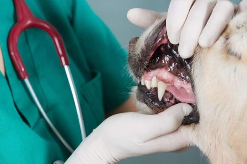 La Grange KY Veterinarian Dog Teeth