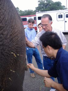 La Grange KY Veterinarian Elephant Acupuncture