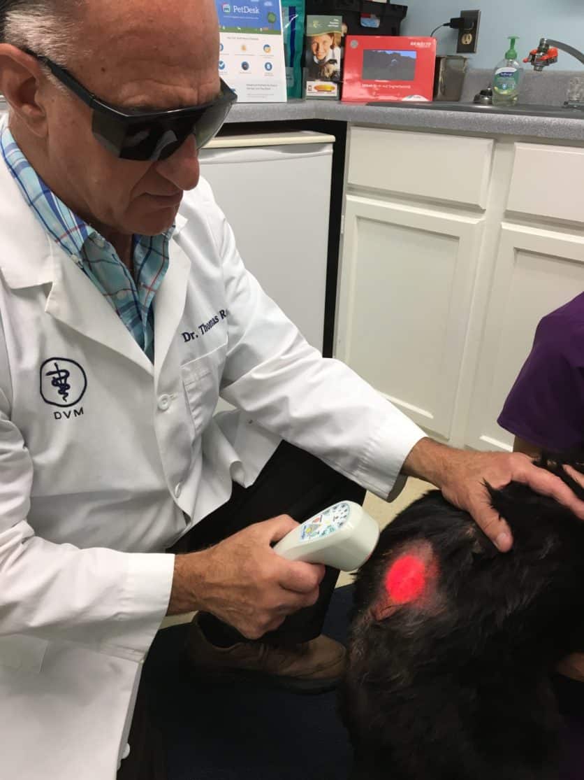 Dog Receiving Laser Therapy From Dr. Rainey